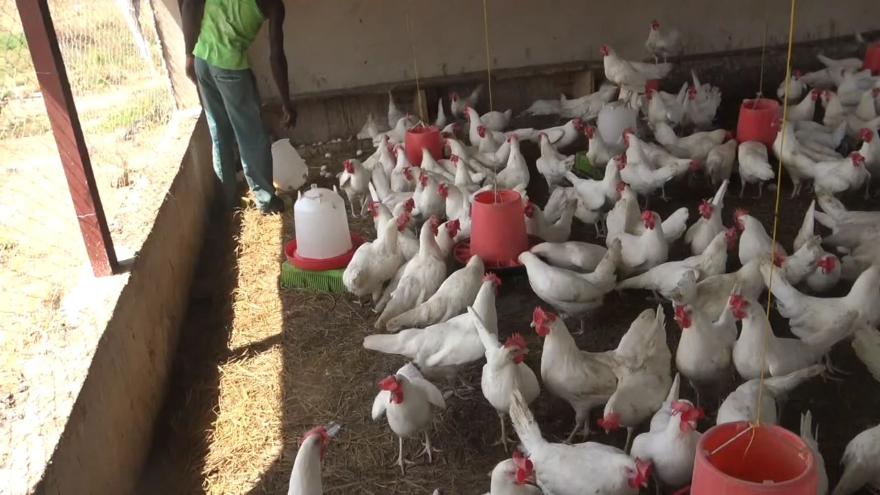 Aviculture