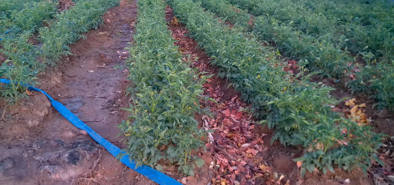 Rangs de tomates