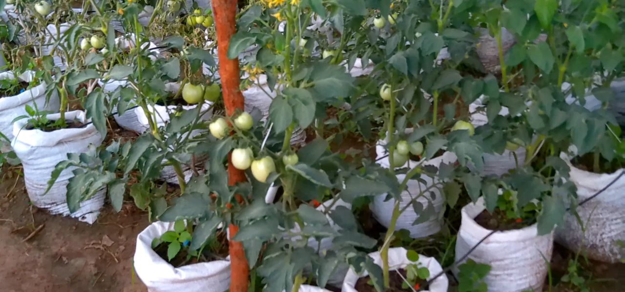 Tomates en sacs